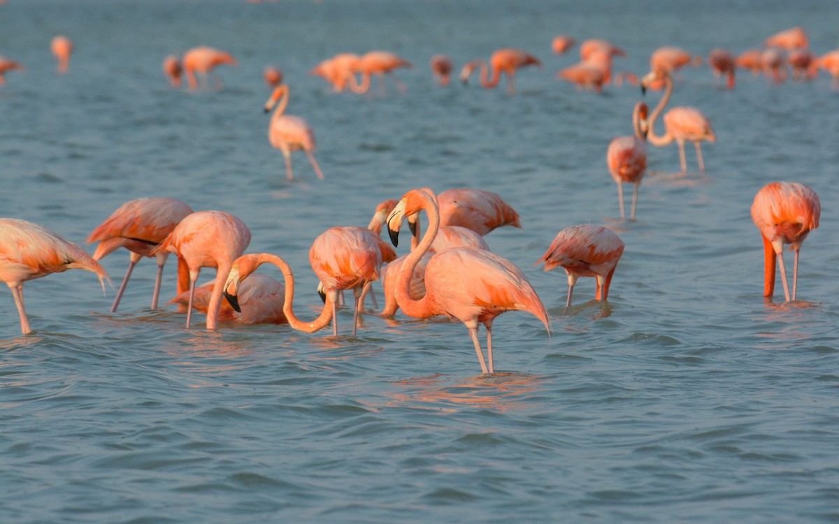 American Flamingo - Luis Trinchan