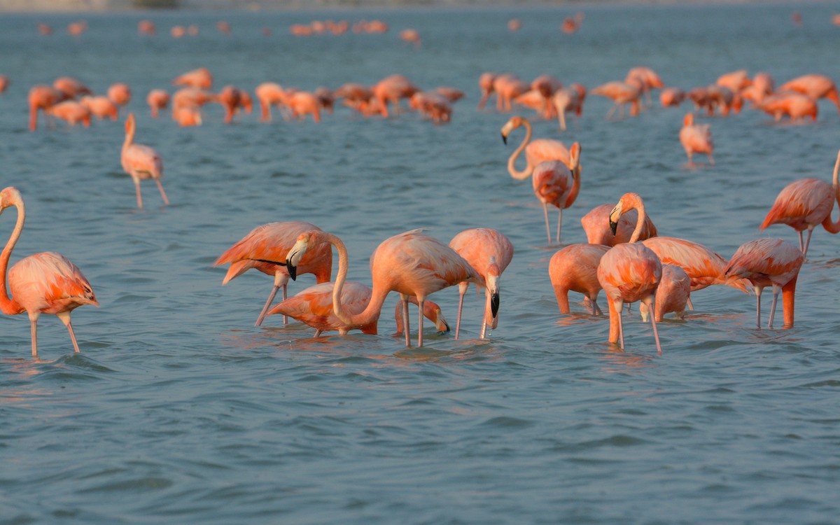 American Flamingo - Luis Trinchan