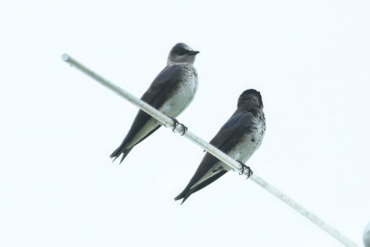 Purple Martin - Russ Ruffing