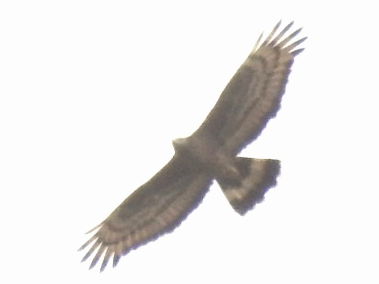 Oriental Honey-buzzard - ML619282992