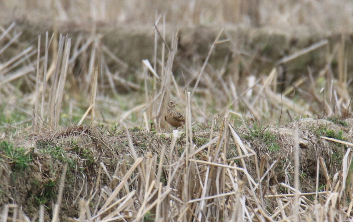 Bengal Bushlark - Praveen H N