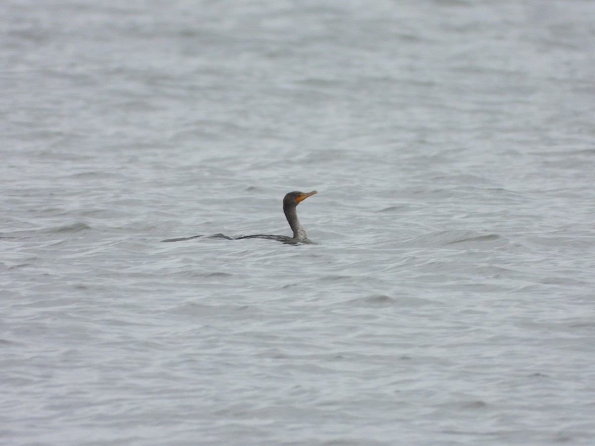 Double-crested Cormorant - Mandy Gibson