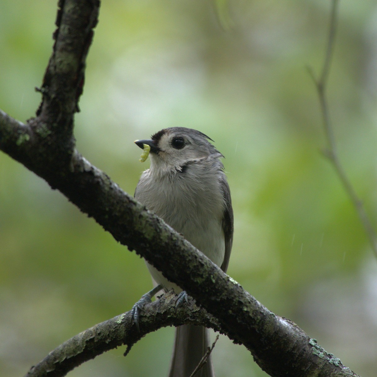 Tufted Titmouse - Ryan Hale