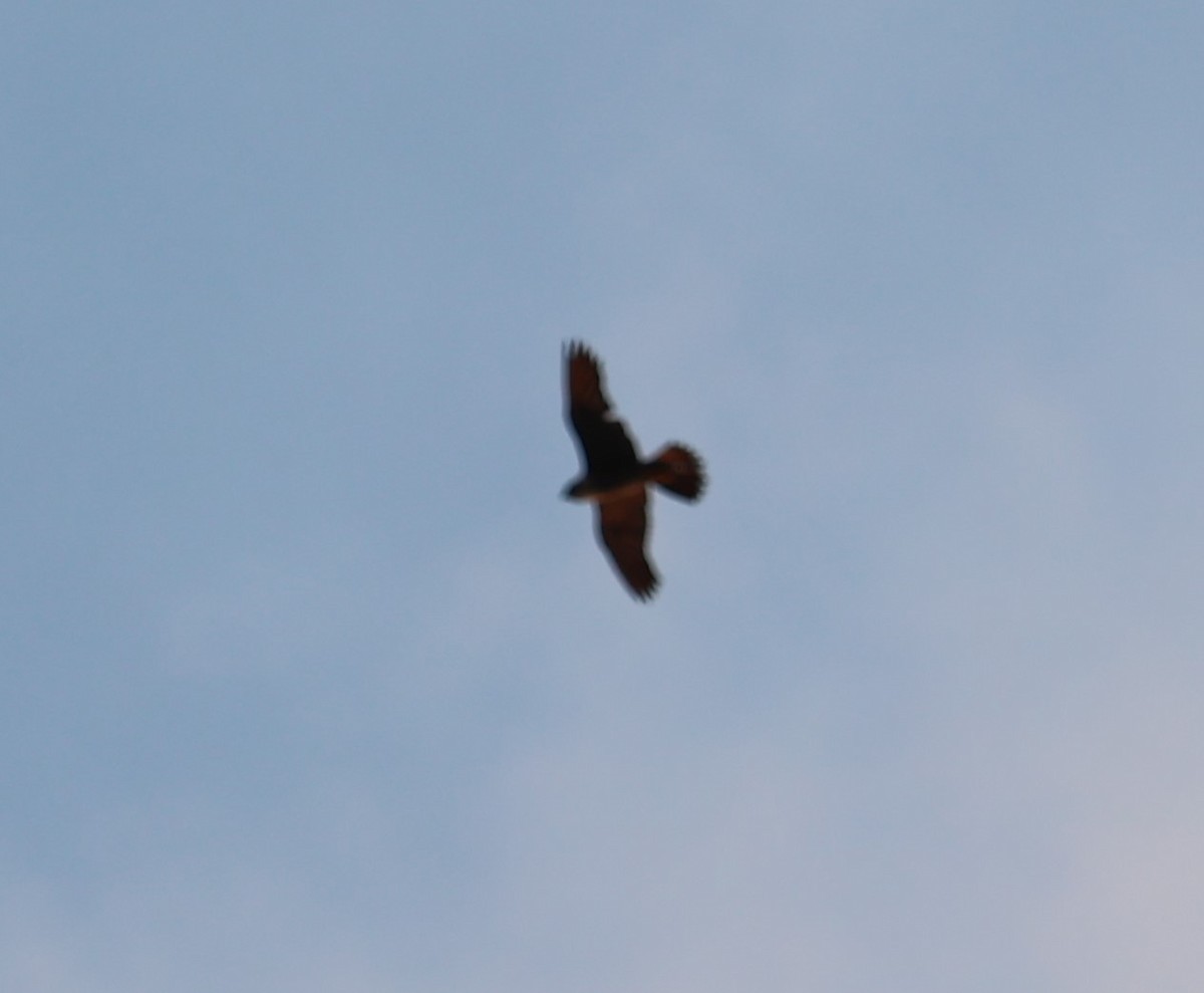 Peregrine Falcon - Chengheng Hu