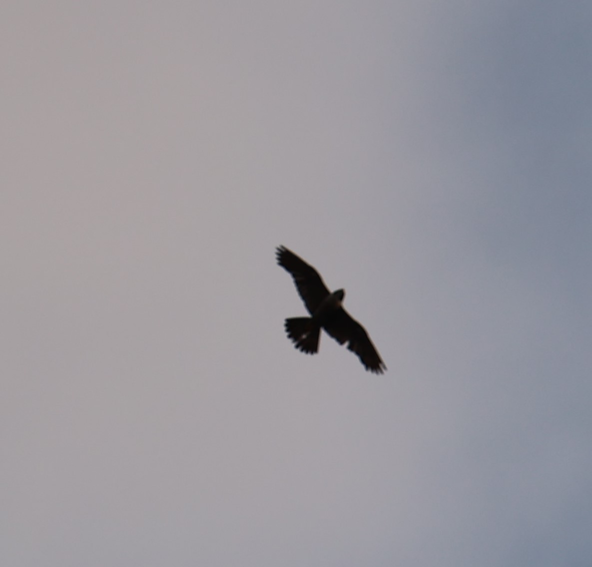 Peregrine Falcon - Chengheng Hu