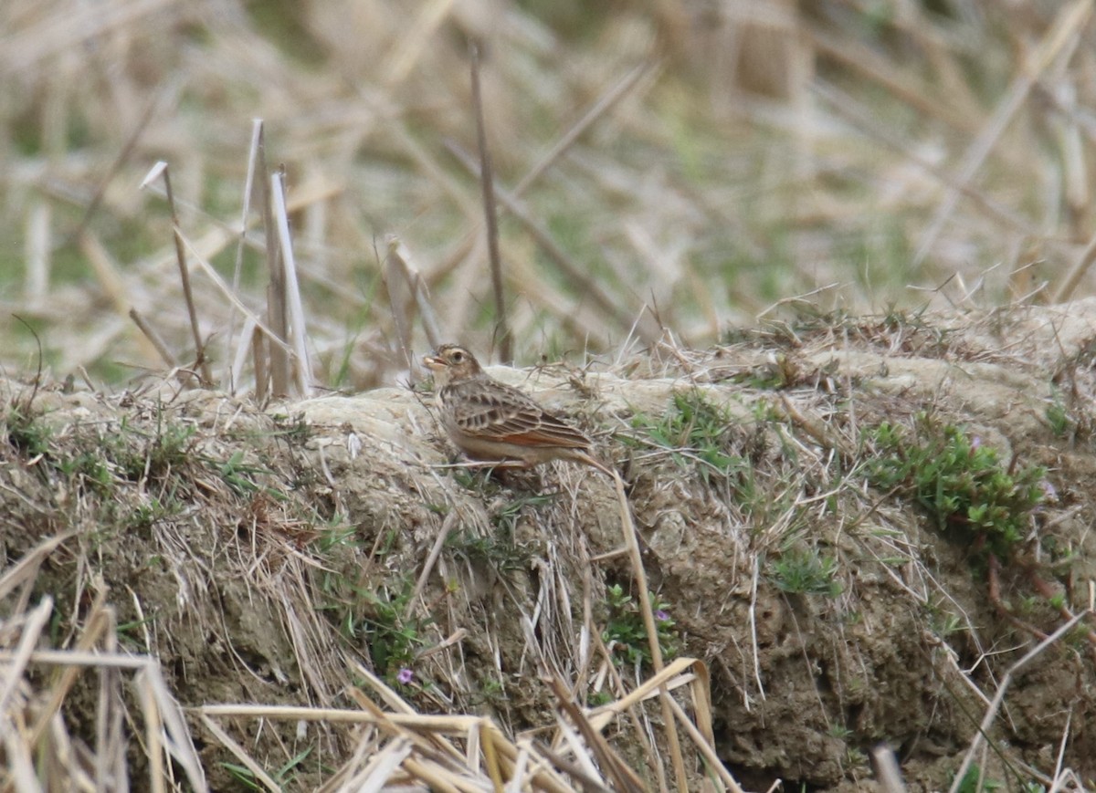 Bengal Bushlark - ML619283016