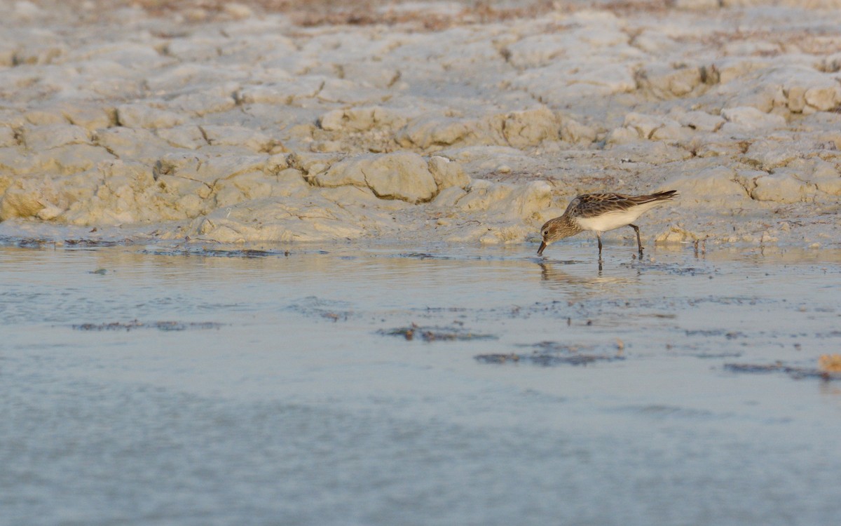 White-rumped Sandpiper - ML619283035