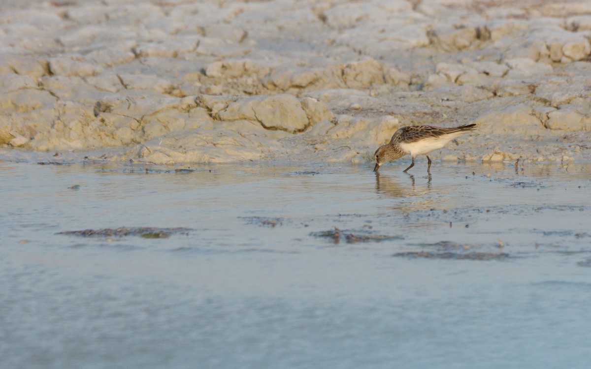 White-rumped Sandpiper - Luis Trinchan