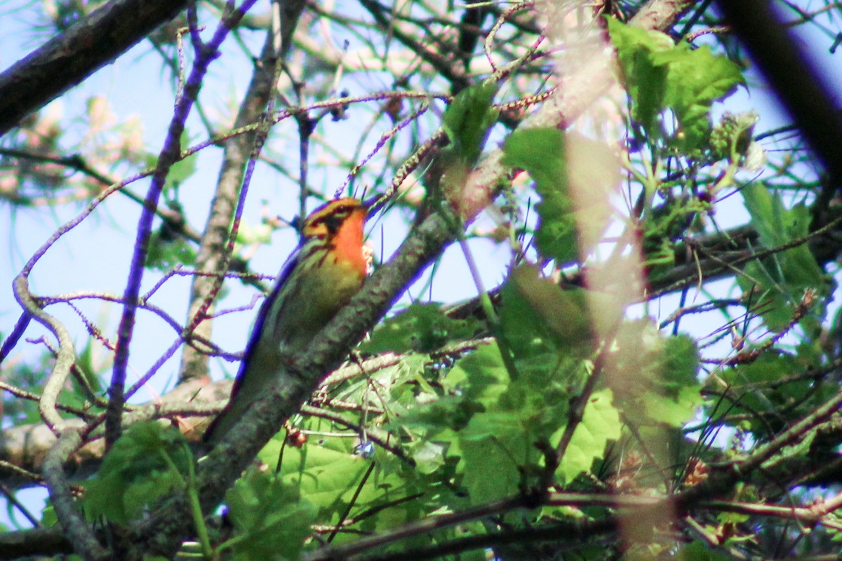 Blackburnian Warbler - ML619283040