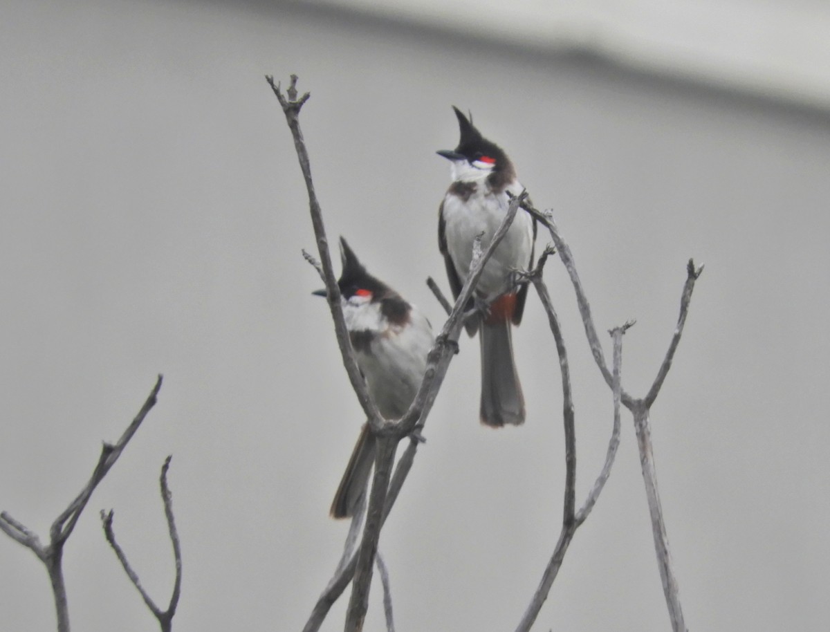 Red-whiskered Bulbul - Manju Sinha