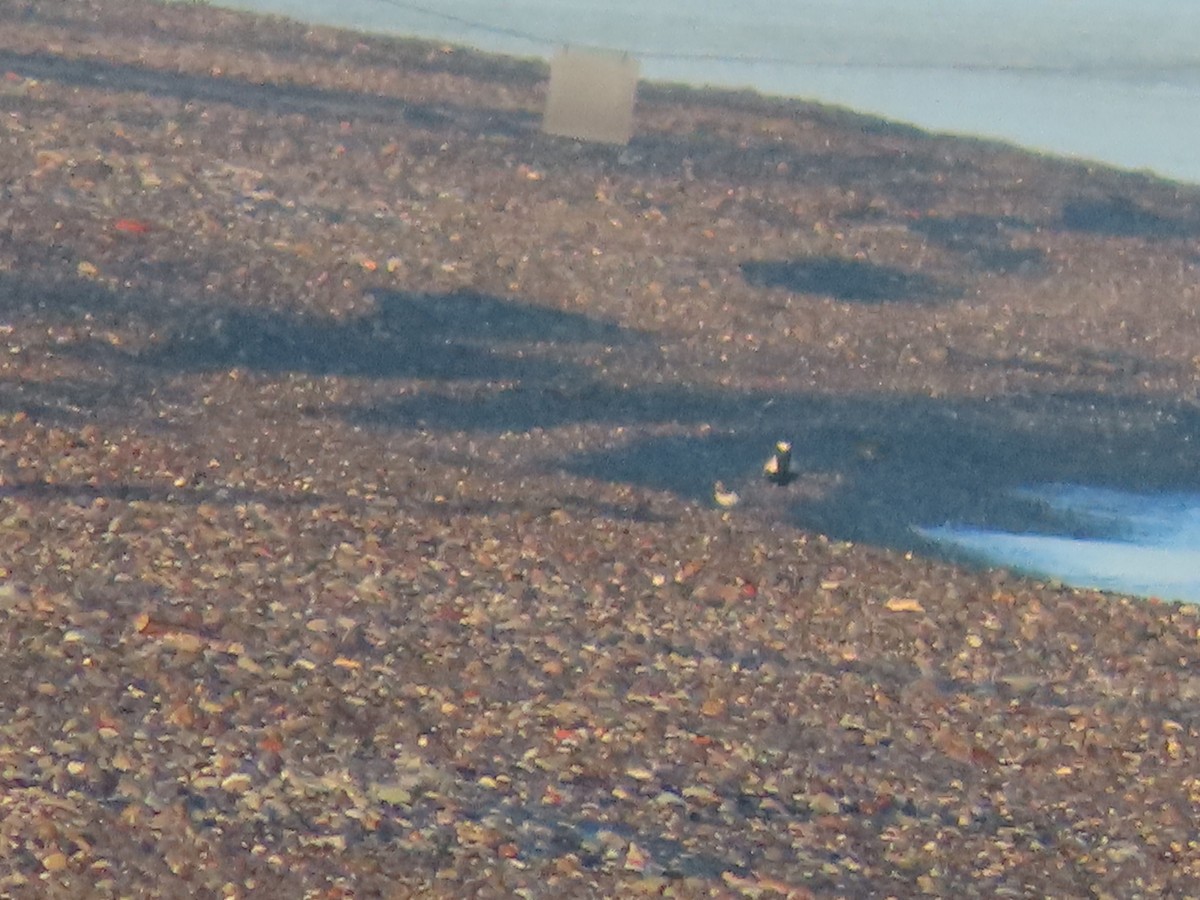 Black-bellied Plover - ML619283054