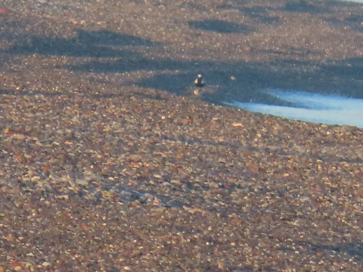 Black-bellied Plover - ML619283055