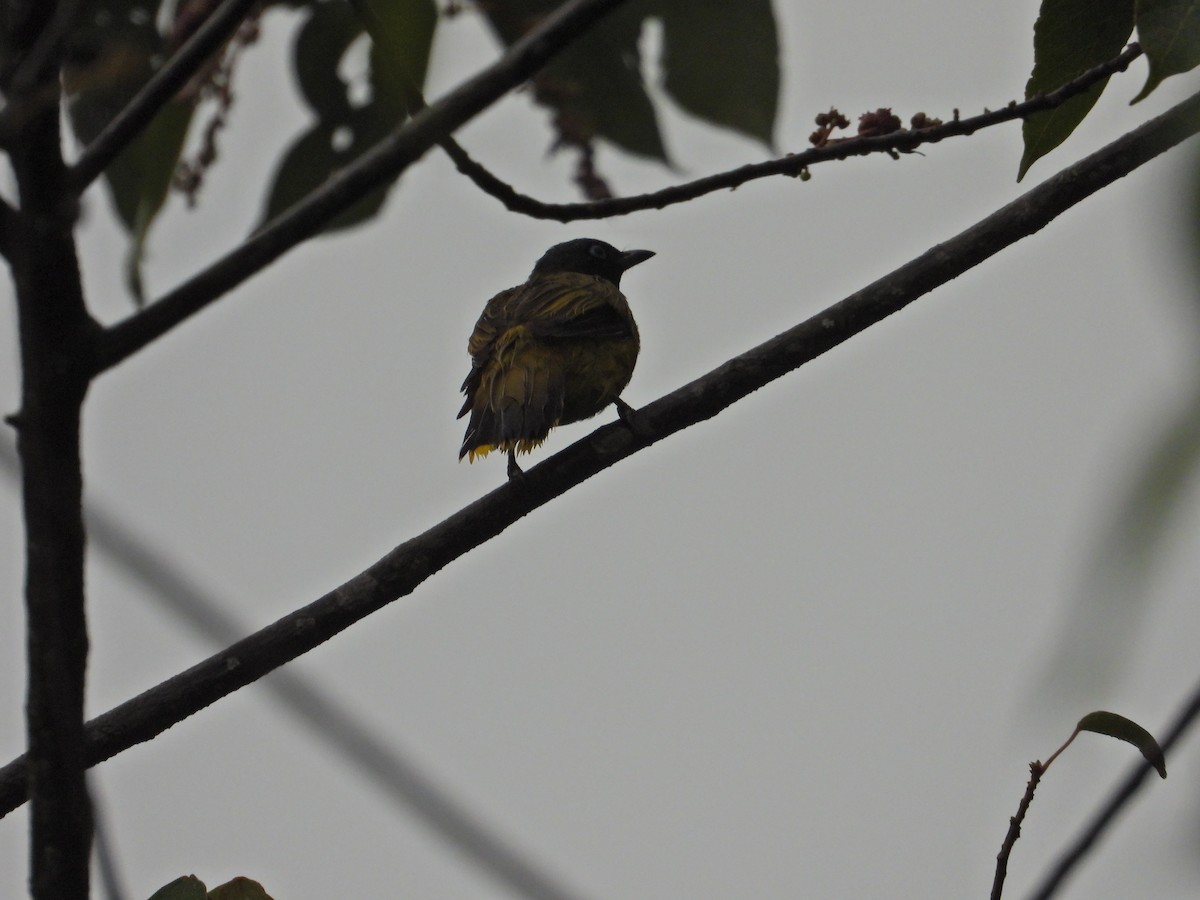 Black-headed Bulbul - Nick 6978