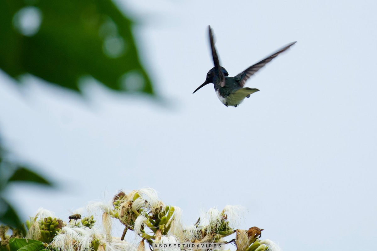 White-necked Jacobin - Asociacion Aviturismo RB Sumaco