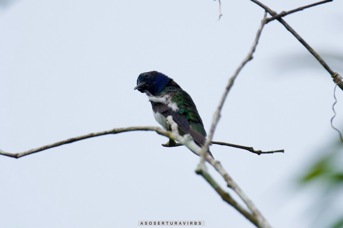 White-necked Jacobin - Asociacion Aviturismo RB Sumaco