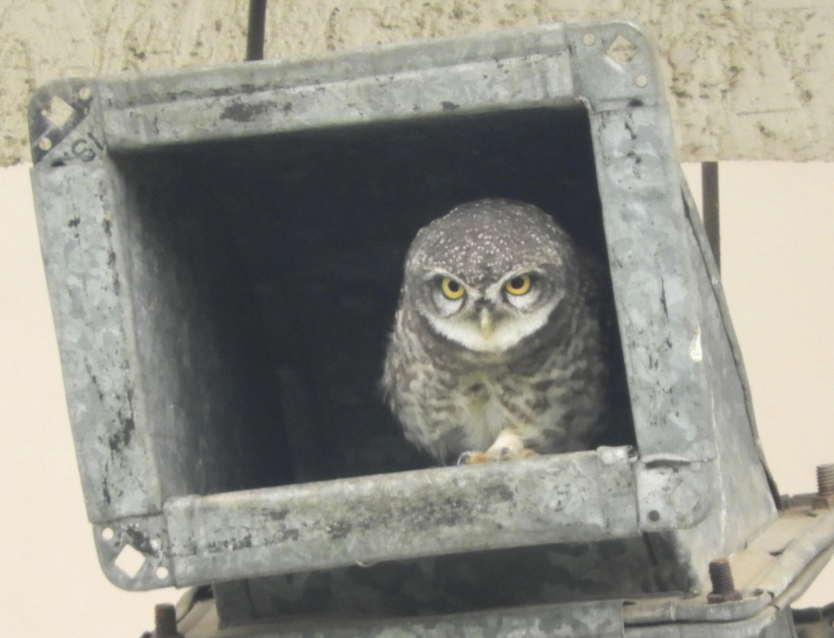 Spotted Owlet - Manju Sinha