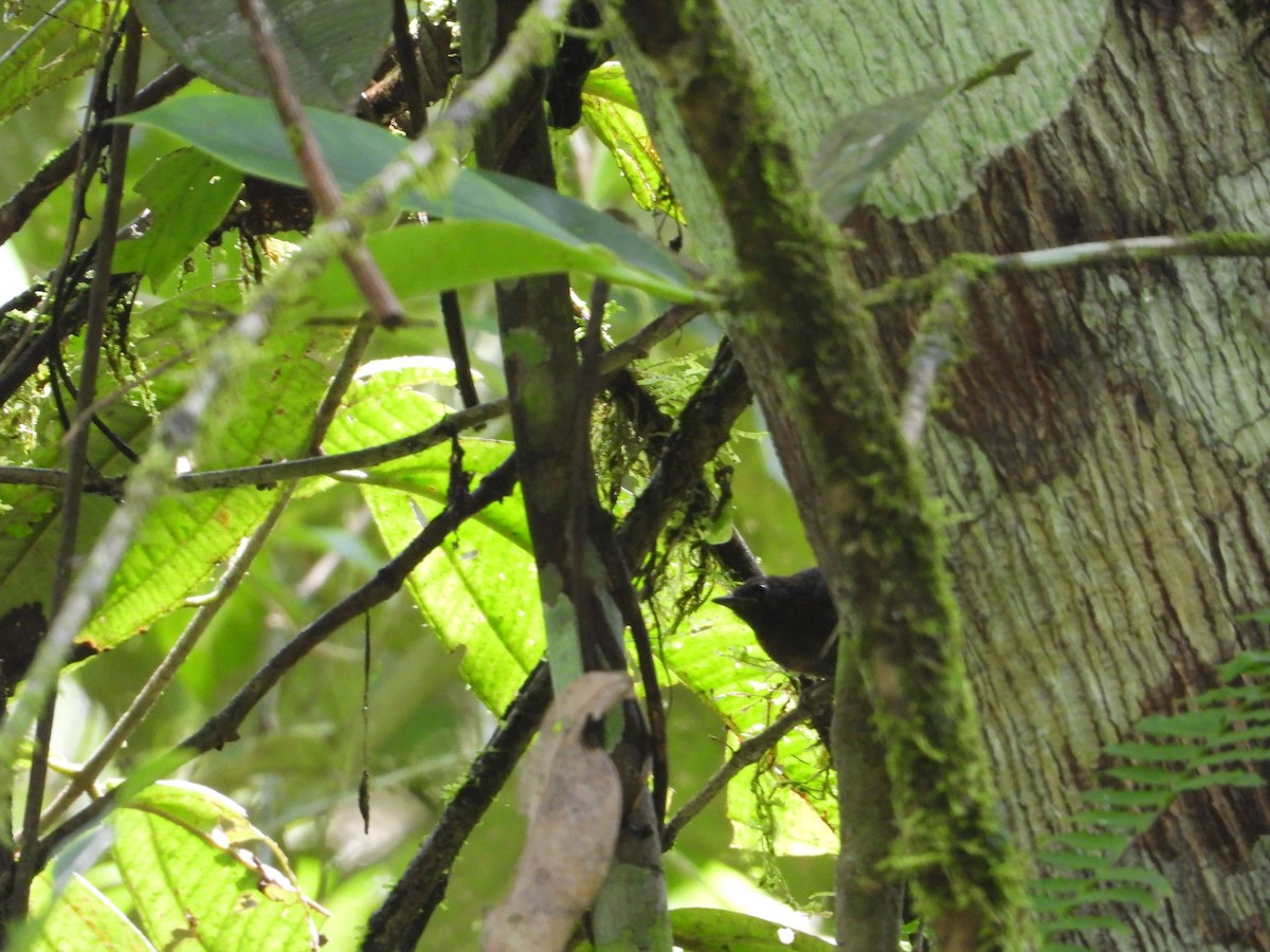 Dot-winged Antwren - Dave Goucher