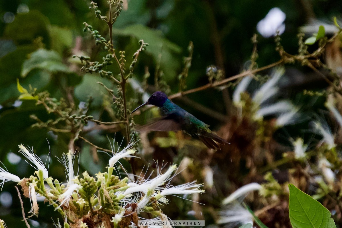 Golden-tailed Sapphire - Asociacion Aviturismo RB Sumaco