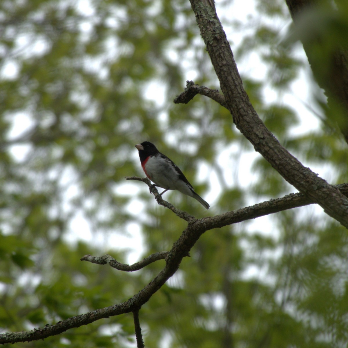 Rose-breasted Grosbeak - Ryan Hale