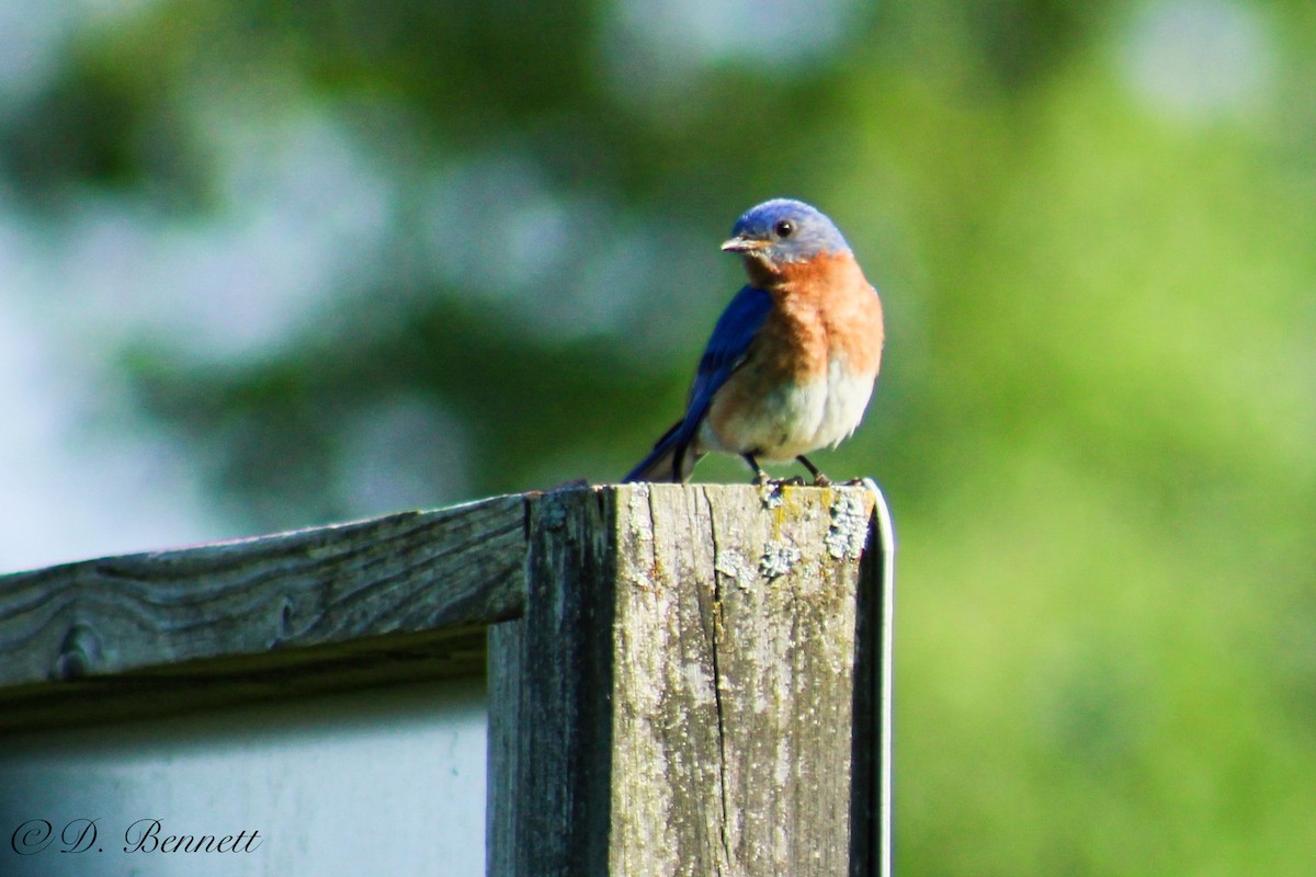 Eastern Bluebird - Dave Bennett