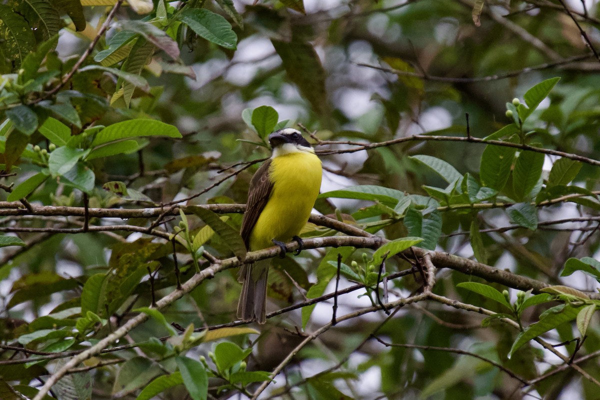 Great Kiskadee - Asociacion Aviturismo RB Sumaco