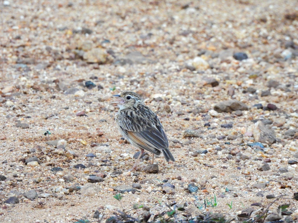 Jerdon's Bushlark - Shree Raksha