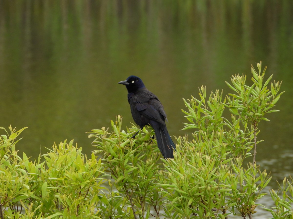 Common Grackle - Mandy Gibson