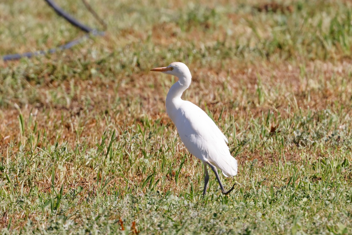 Western Cattle Egret - Tommy Pedersen