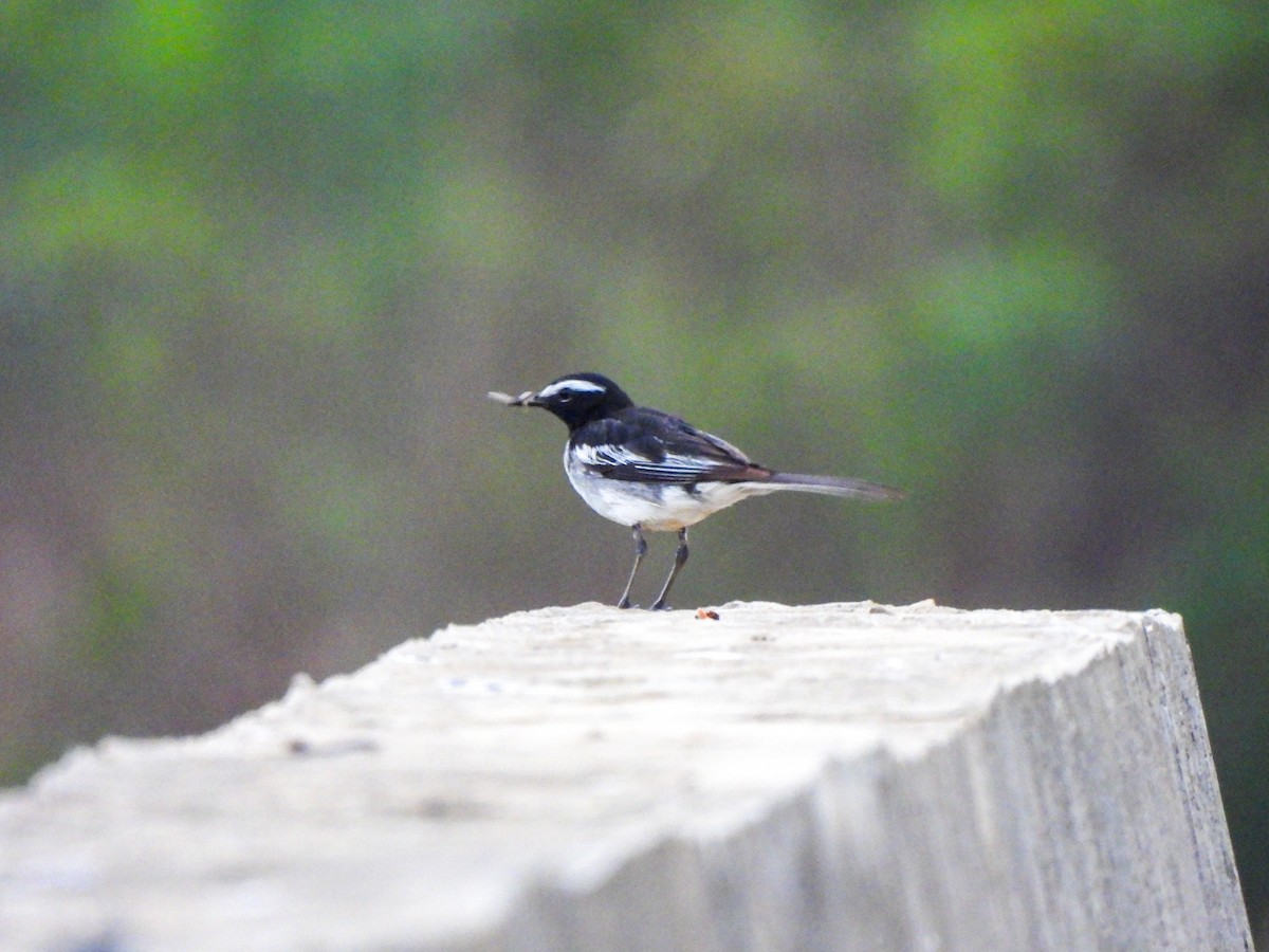 White-browed Wagtail - Shree Raksha