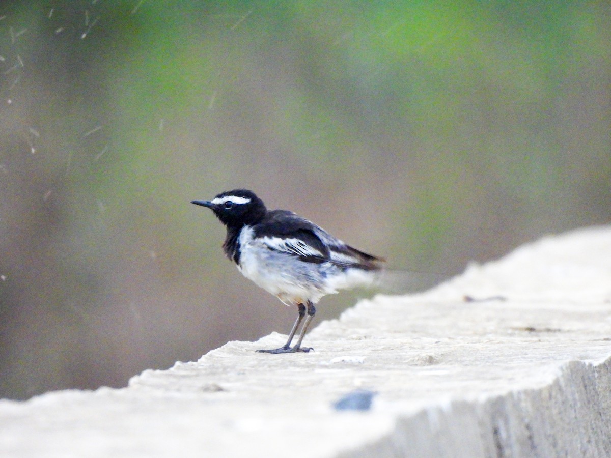 White-browed Wagtail - Shree Raksha