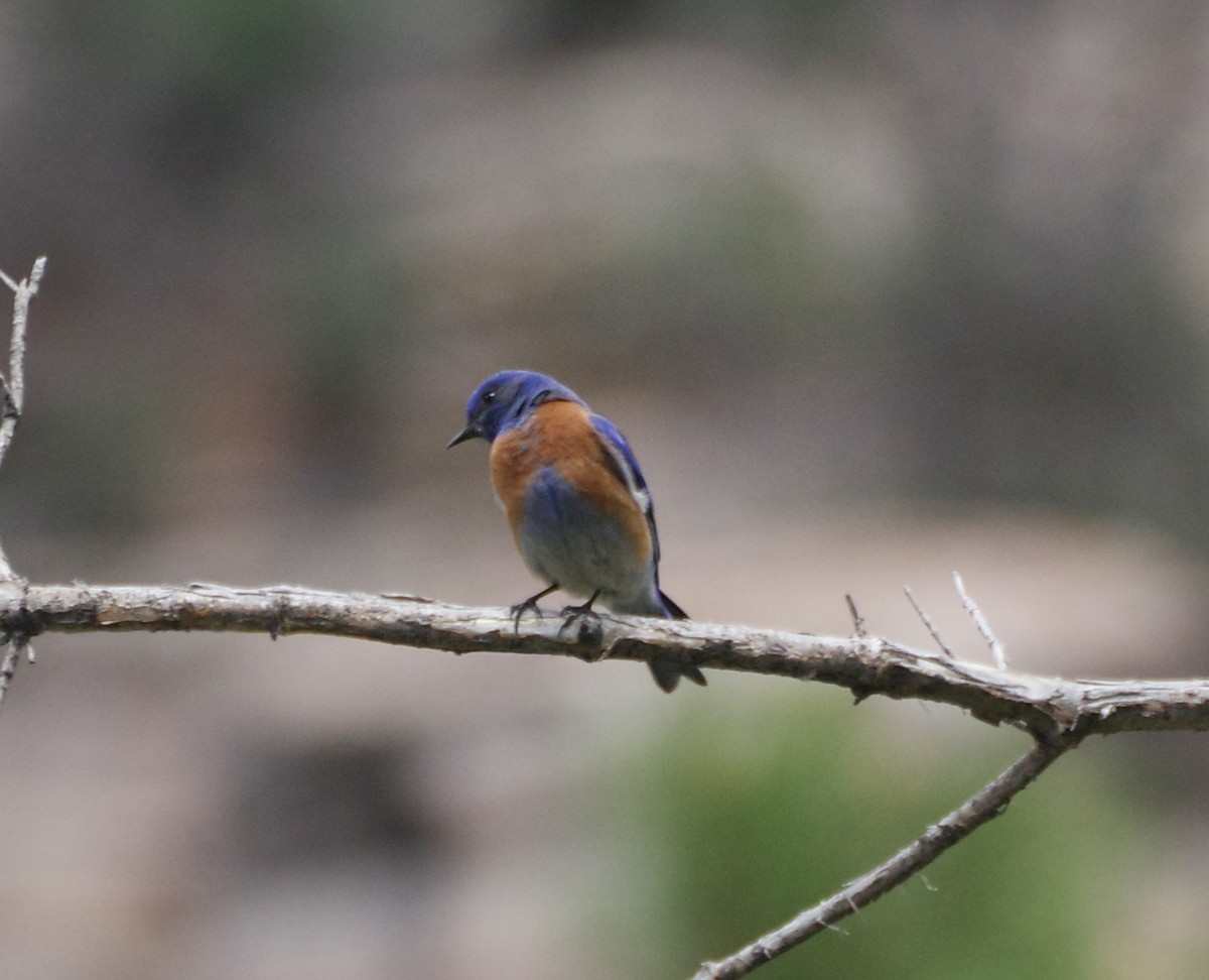 Western Bluebird - Brenda Wright