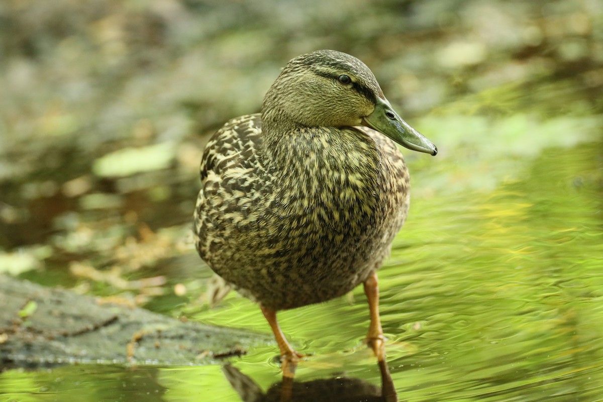 Mallard - michael vedder