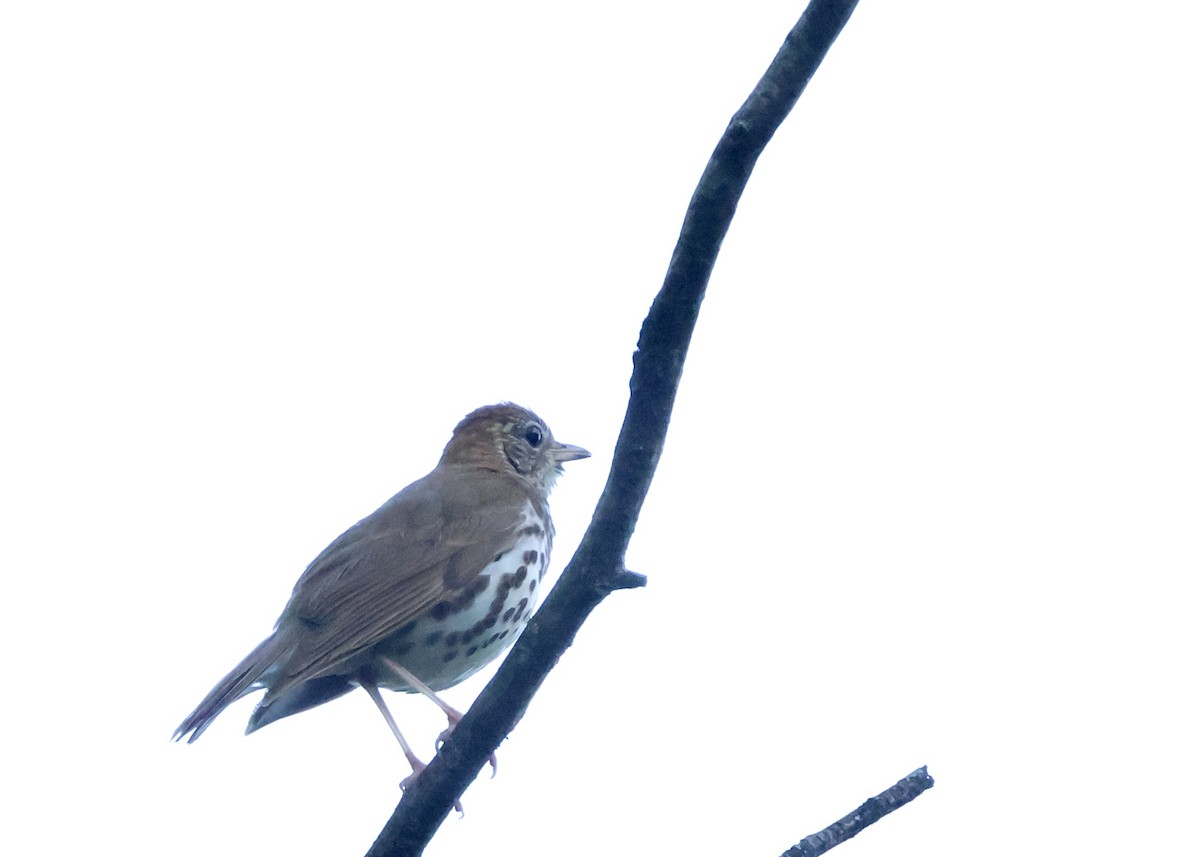 Wood Thrush - ML619283124