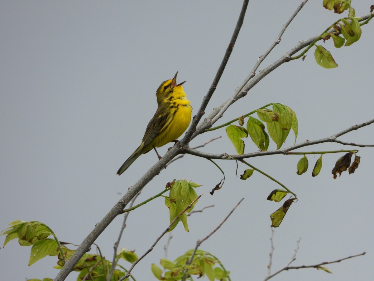 Prairie Warbler - Mandy Gibson