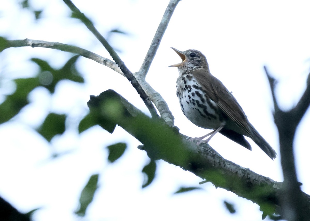 Wood Thrush - ML619283134