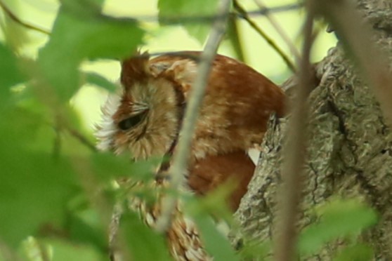 Eastern Screech-Owl - michael vedder
