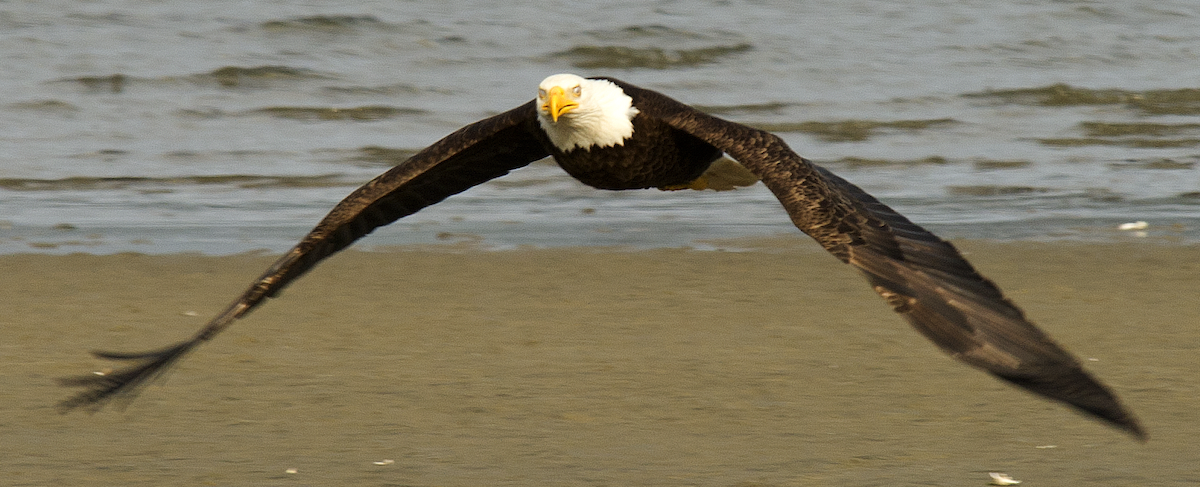 Bald Eagle - johnny powell