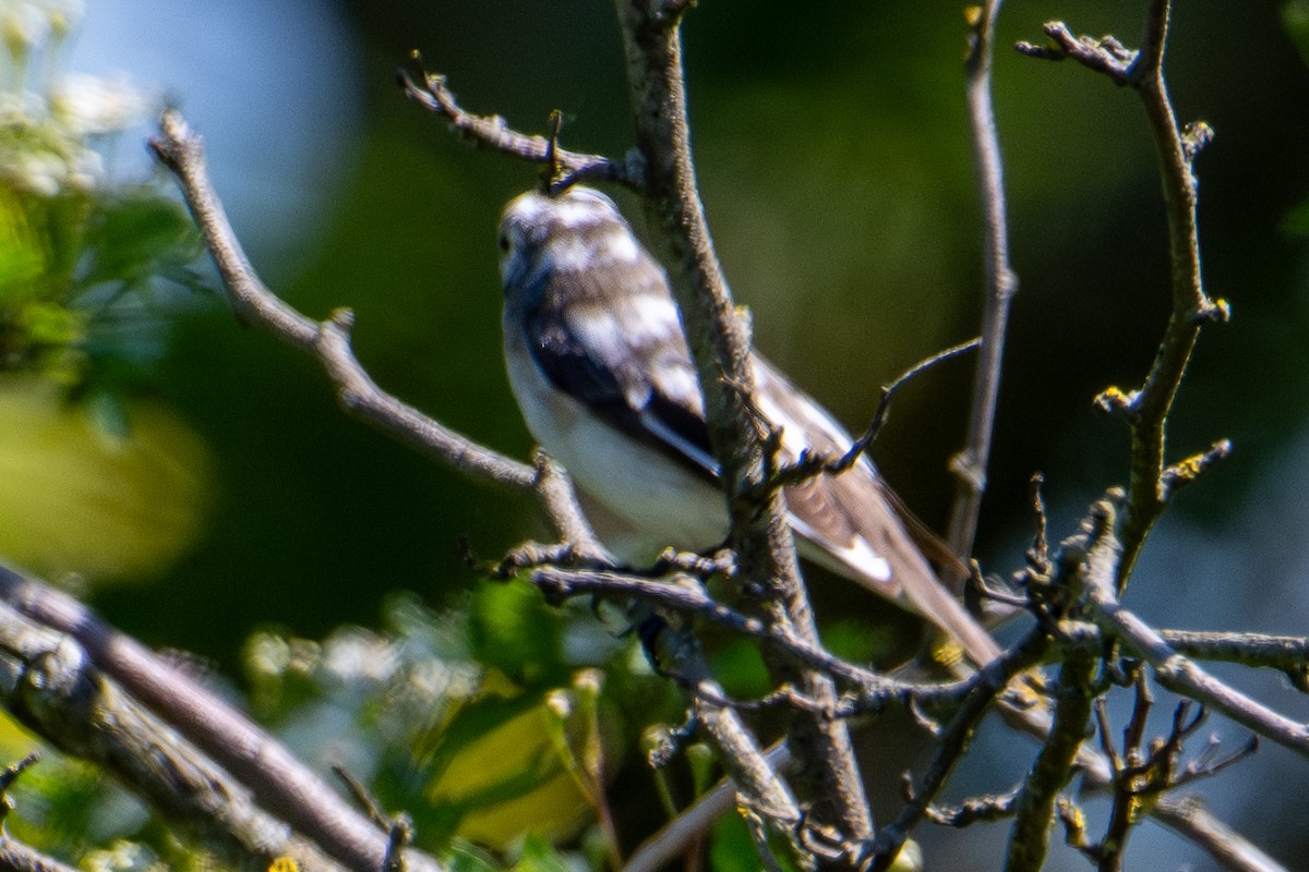 European Pied Flycatcher - ML619283170