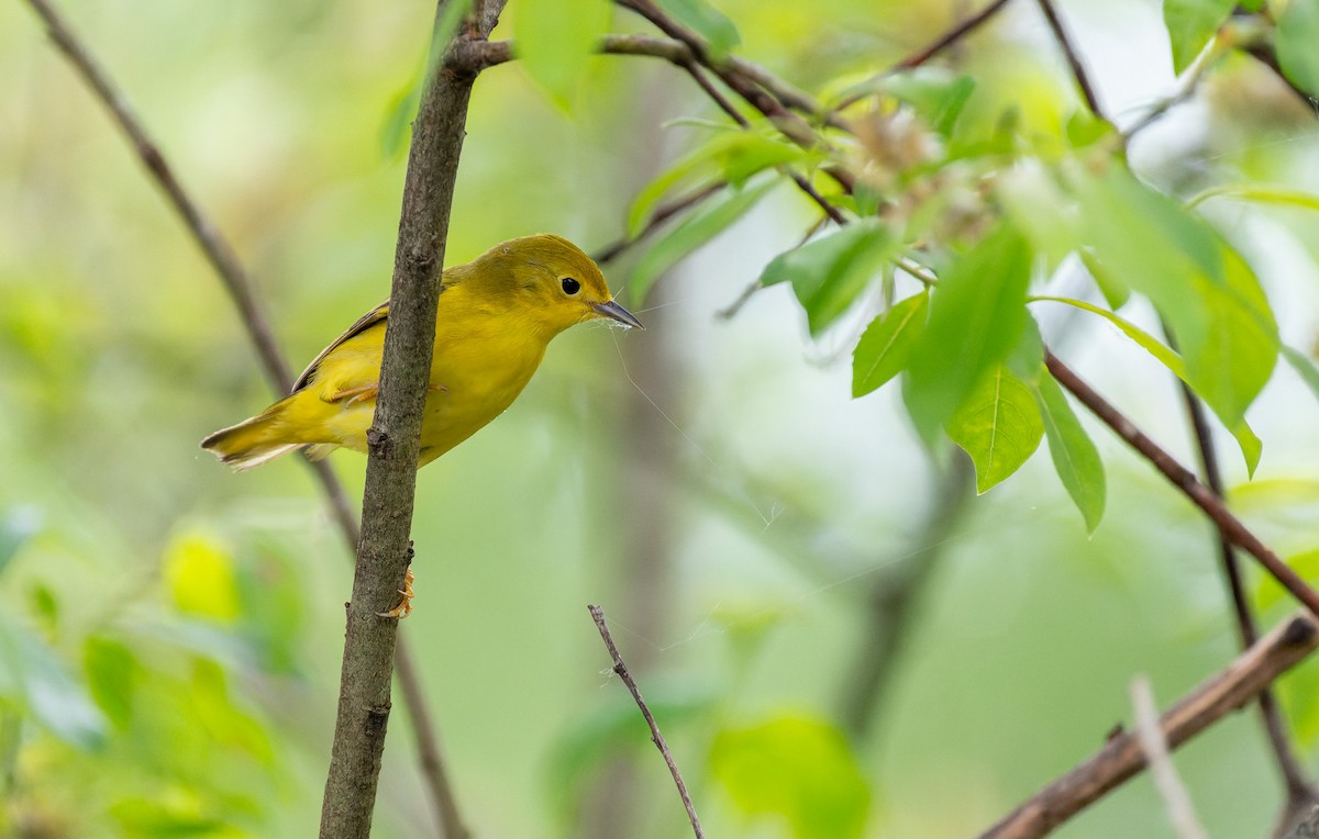 Yellow Warbler - Victoria Pepe