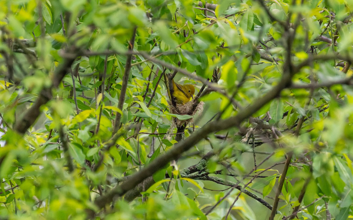 Yellow Warbler - Victoria Pepe