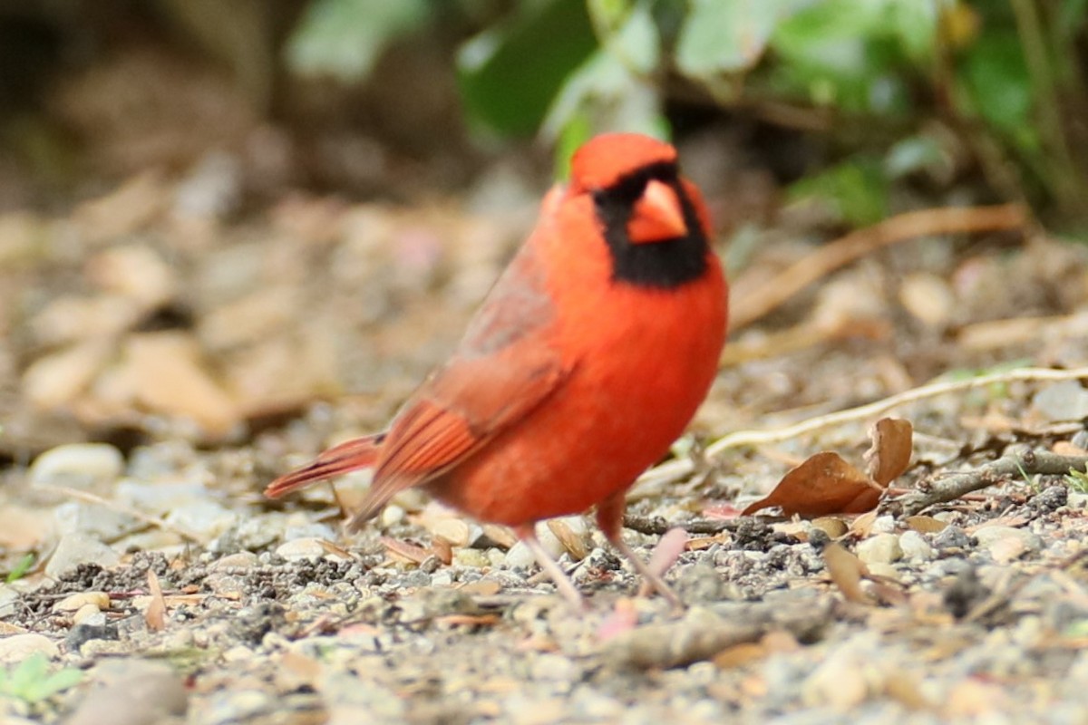Cardinal rouge - ML619283183
