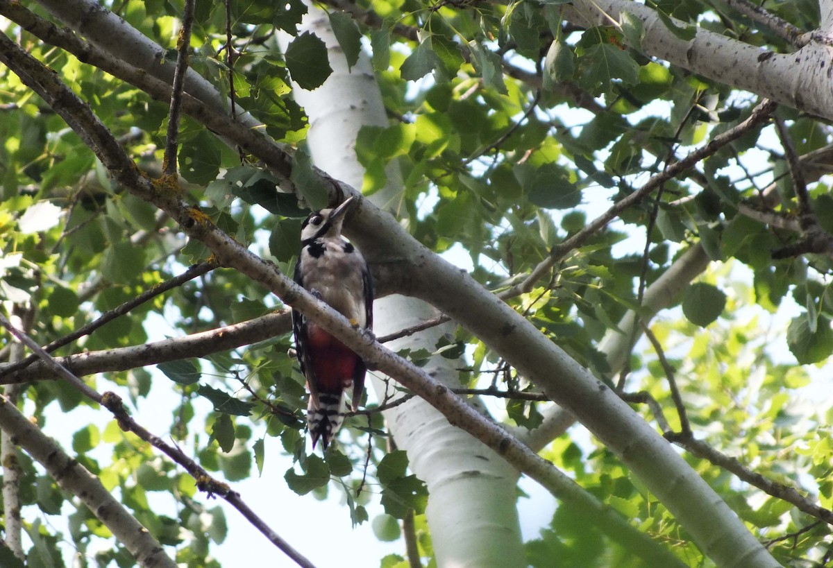 Syrian Woodpecker - Sifis Kounenakis