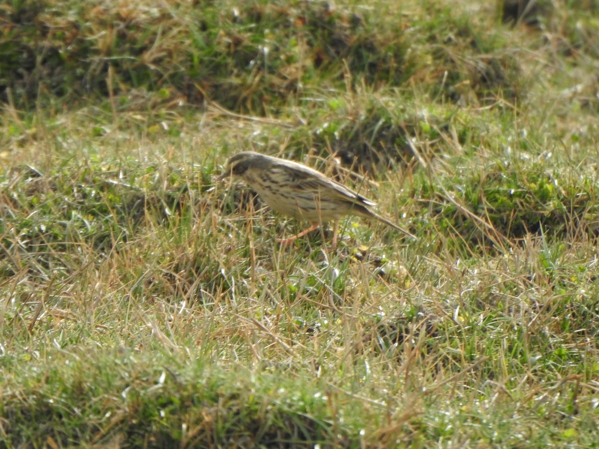 Rosy Pipit - Selvaganesh K