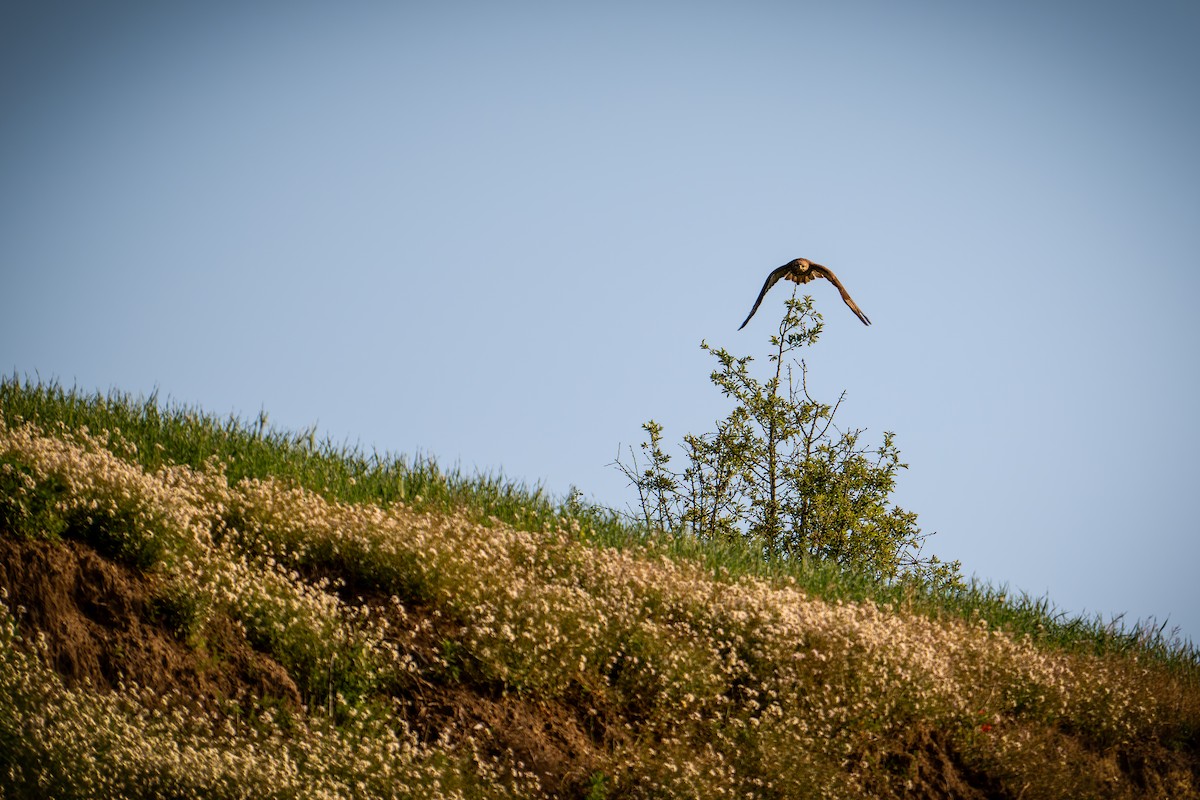 Common Buzzard - Kaltag .