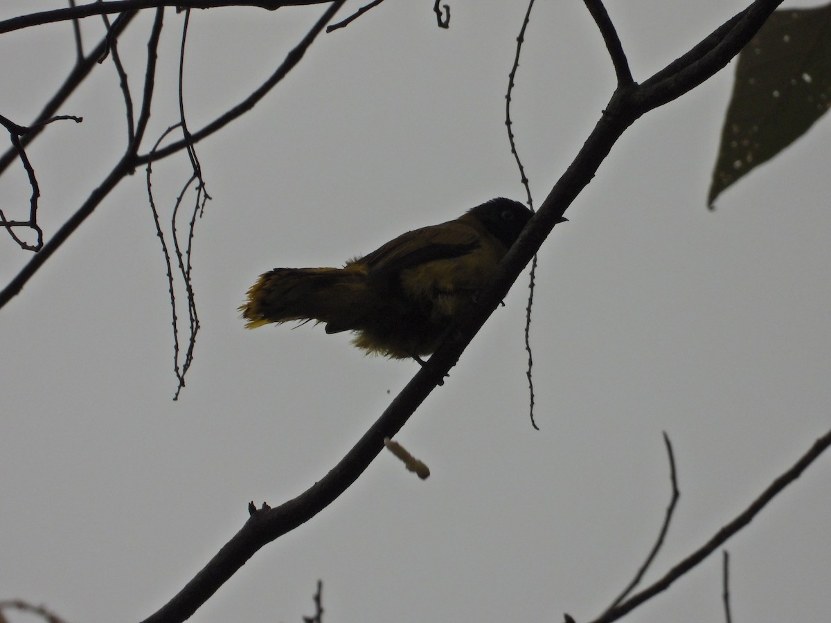 Black-headed Bulbul - Nick 6978