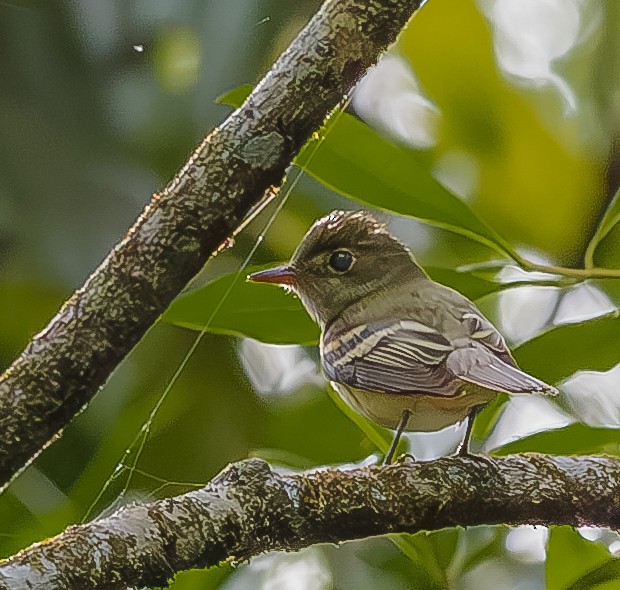 Acadian Flycatcher - ML619283207