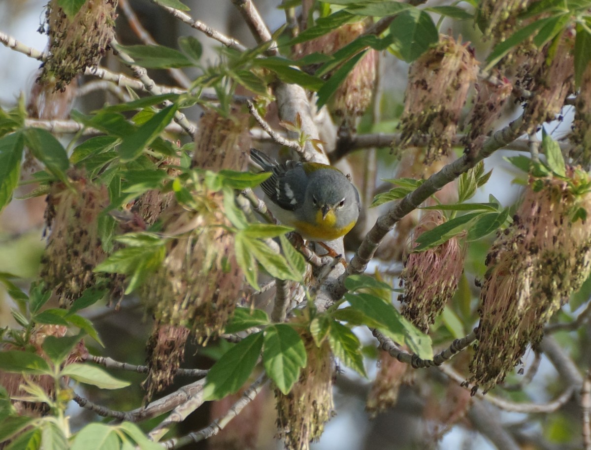 Northern Parula - Brenda Wright