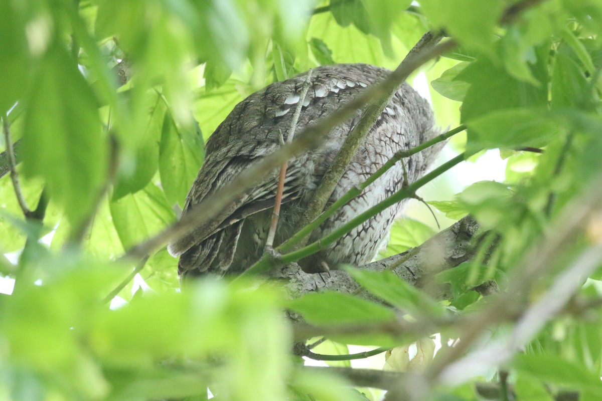 Eastern Screech-Owl - Clyde Blum