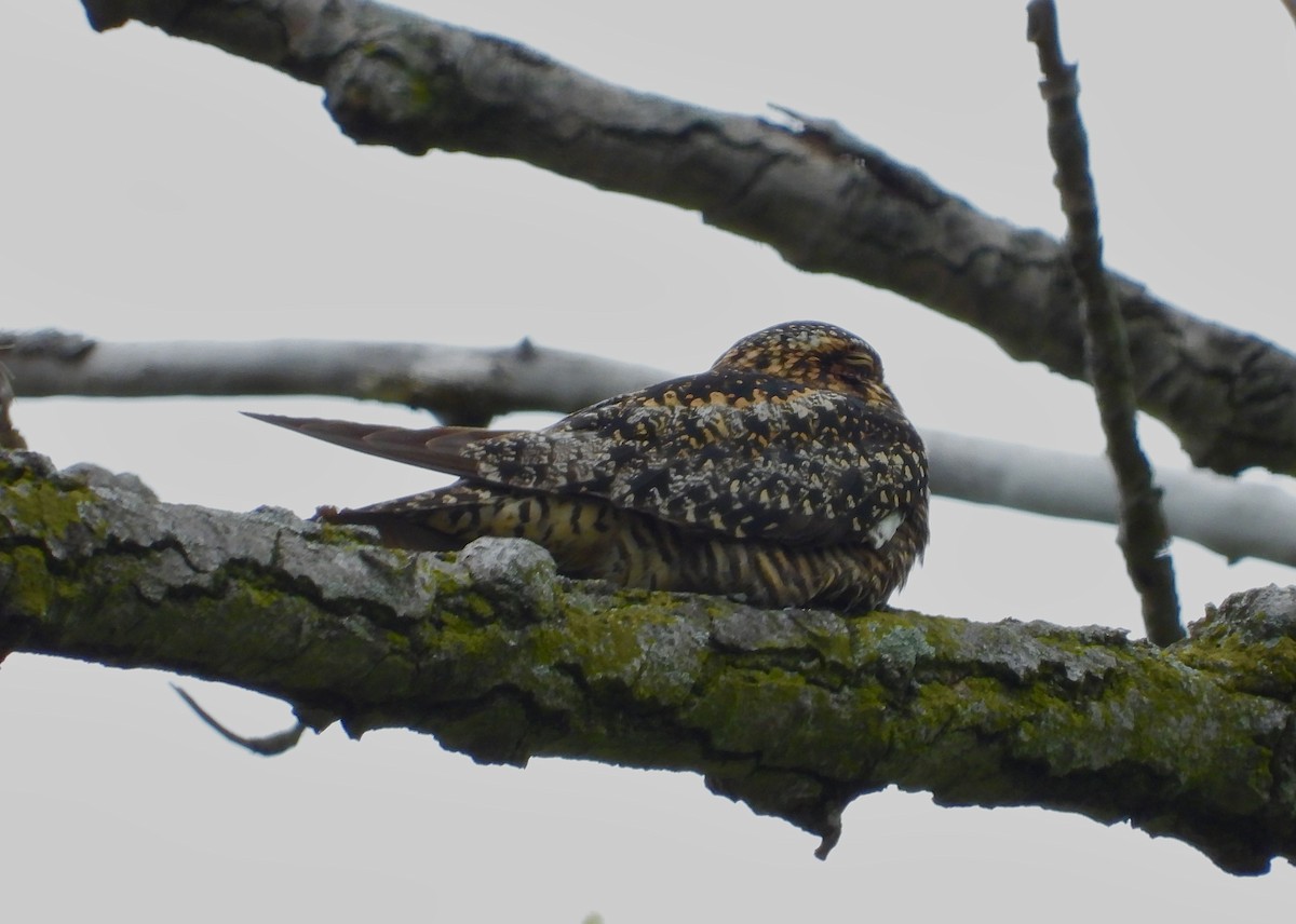 Common Nighthawk - Nui Moreland