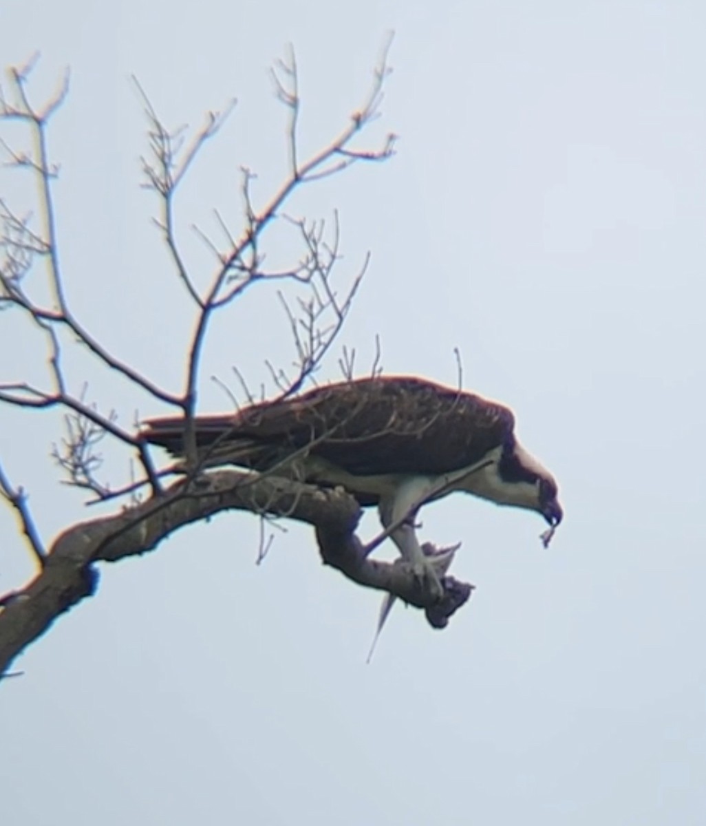 Águila Pescadora - ML619283231